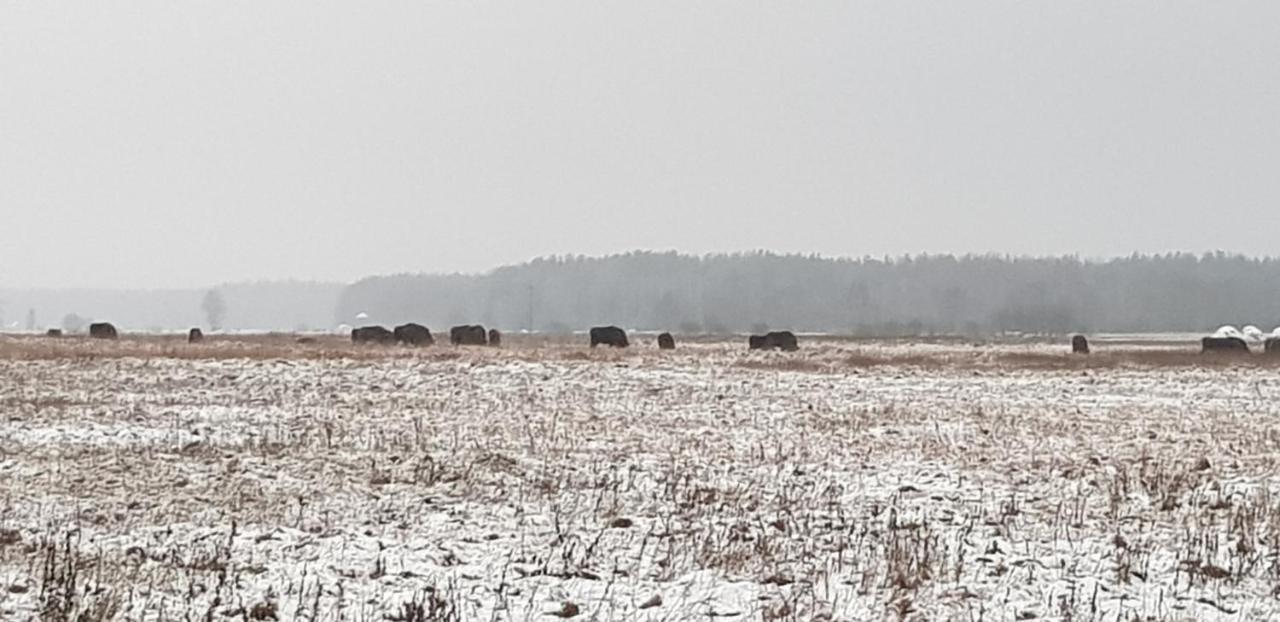 Zdalnie Z Lasu - Siedlisko W Puszczy Bialowieskiej Narewka Extérieur photo