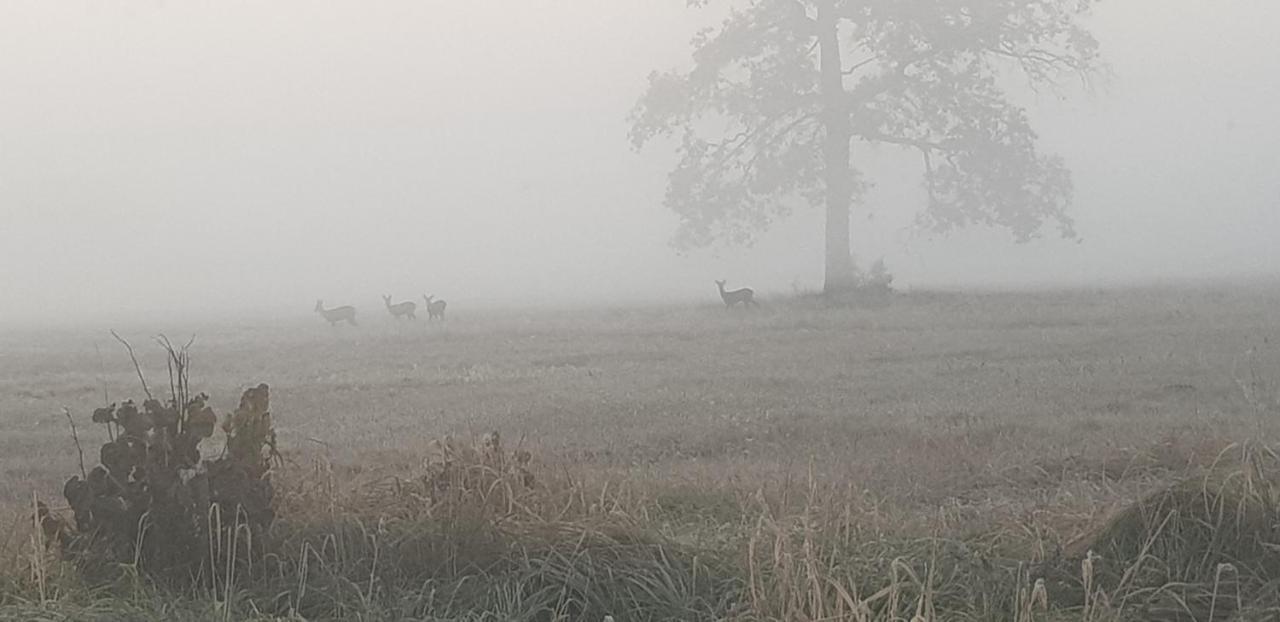 Zdalnie Z Lasu - Siedlisko W Puszczy Bialowieskiej Narewka Extérieur photo