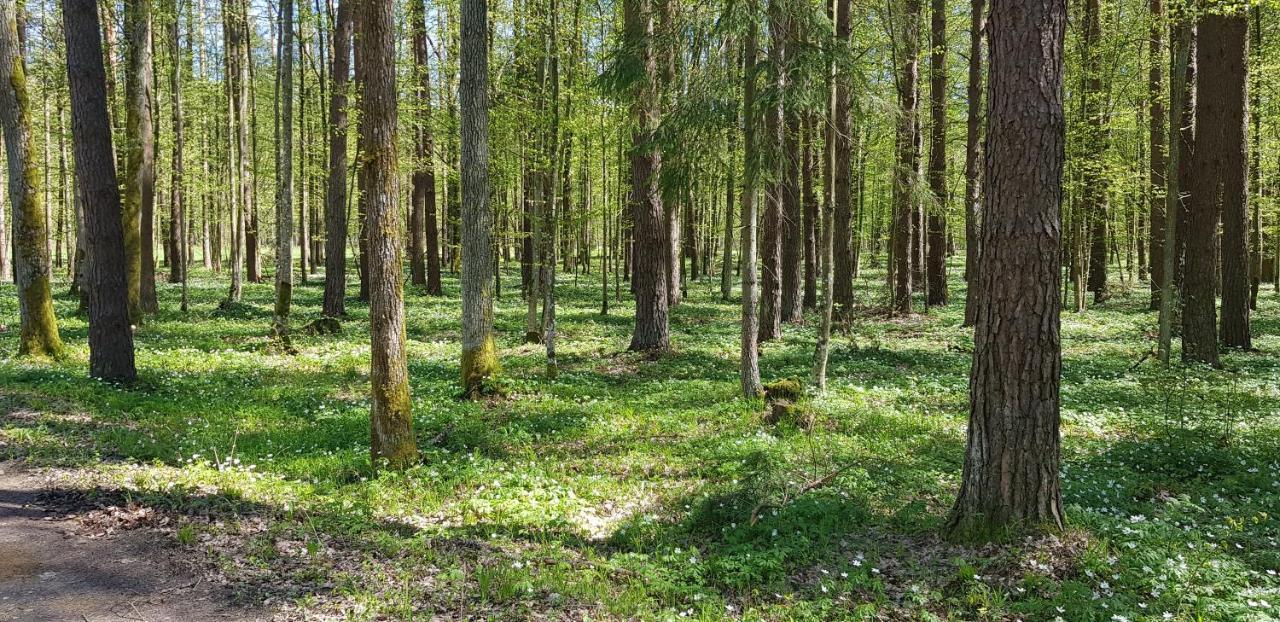 Zdalnie Z Lasu - Siedlisko W Puszczy Bialowieskiej Narewka Extérieur photo